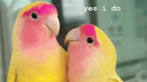 What are the parrots saying to each other? ❤️