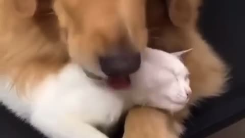 Cute cat doesn’t want no want to touch his friend dogy