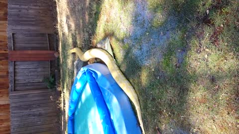 Albino Burmese Python Leaves Pool