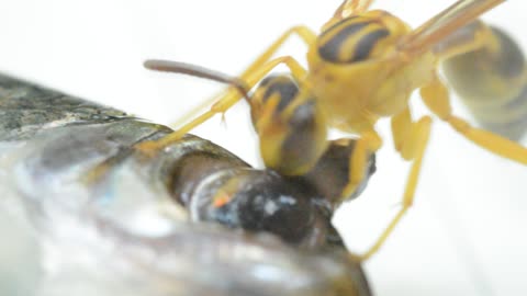 Wasp Feeds on Fish Eye