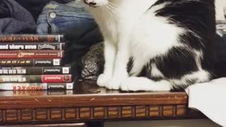 Neat Kitty Doesn't Like Having Money On The Table