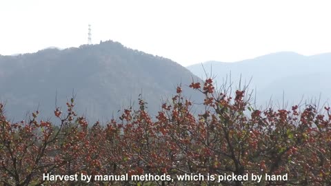 World's Most Expensive Persimmon - Japanese persimmon Harvesting - Dry persimmon traditional making