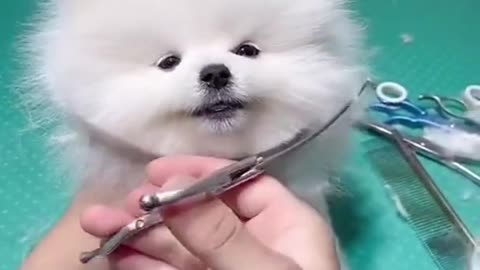 Cute dog hair cutting video