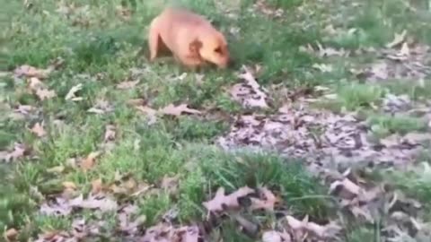 Pure Bliss: Girl and Cute Dog Share Heartwarming Connection!