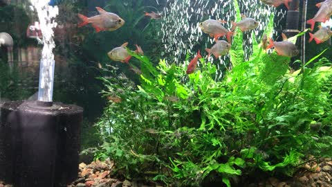 Columbian Tetra with babies