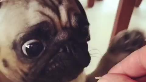 Pug Stella goes crazy for food