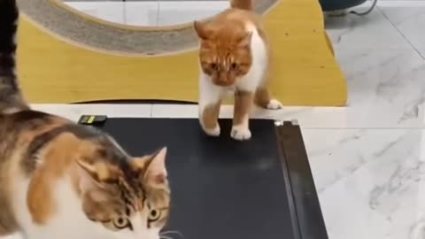 FUNNY comedy cat and dog