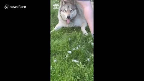 Husky dog tries to reclaim the fur it shed by EATING it in Pennsylvania