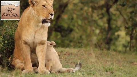 Most Funny and Cute Baby Tiger and Lion Videos