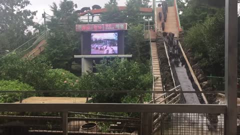 Water slides of countless pigs