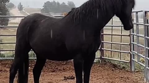 It rained today, and he enjoyed the silence in the rain