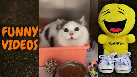 FUNNY ANIMAL VIDEO COMPILATION #23