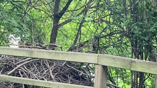 Fledgling Cardinals on their own 👍