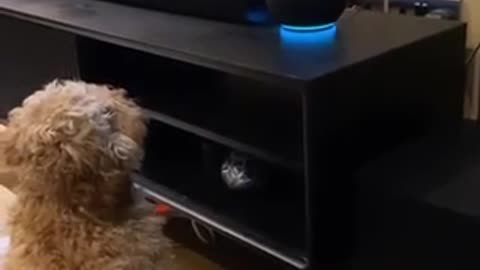 Alexa and dog funny video / bark