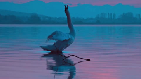 Swan in the evening