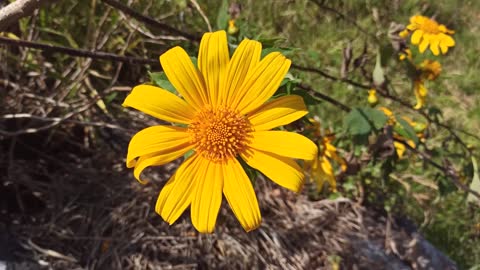 Beautiful Flowers Nature Flower Amazing Beautiful Flower