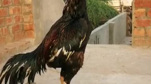 Beautiful rooster 🐓 by Kingdom of Awais