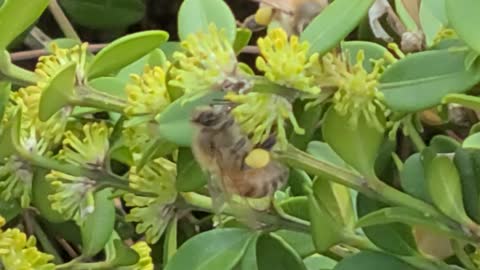 honey-collecting bees