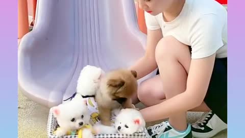 🐕baby dog🐶cute dogs🐕 funny dog,🐶dog compilation🐕short video🐶 cute animals videos🐕