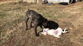 Duck House and Livestock Guardian Dog