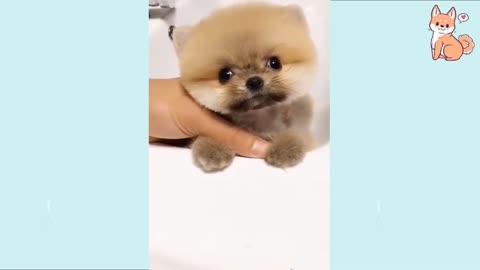 Baby Dog- Baby and Fluffy dog Video #25 | Baby Animals