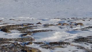 Arctic Pheasant film by yours truly. CFS Alert Nunavut.