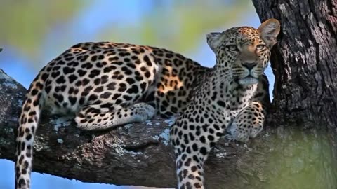 Amazing CHEETAH Video/Amazing Natural CHEETAH Video/Amazing Beautiful CHEETAH Video/Ankush Expres