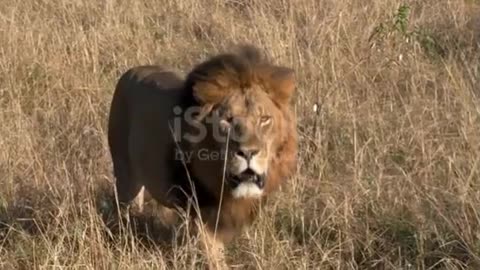 Male lion approaching camera at masai mara