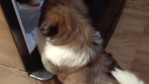 Fluffy Puppies Love Cooling Off on Fridge Shelf