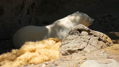 A Beautiful Large White Polar Bear Sleeping At A Zoo