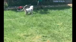 Clever Dog Has A Plan To Prompt Frisbee Game