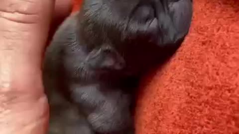 Puppy Massage