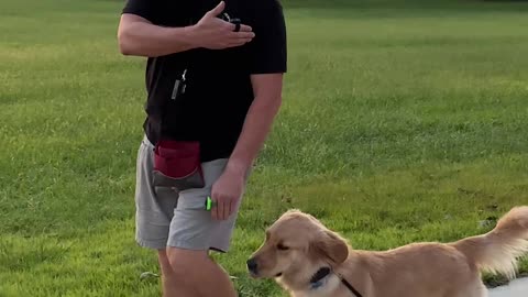 Sunny, the 1 Year Old Golden Retriever, After One Session