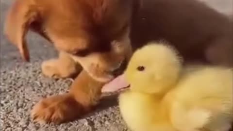 Cute moments of Puppy playing with his duck friend