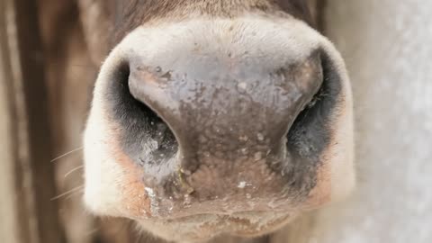 Cow Face and Nose Animal Living In Farm