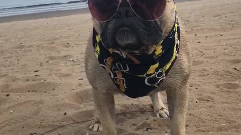 Forget baywatch this is barkwatch