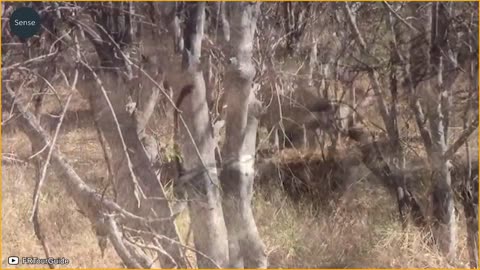 20 Horrifying Moments Strongest Lion Fight For Territory