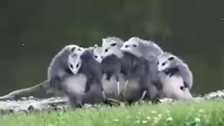 Possum Momma Carrying Children