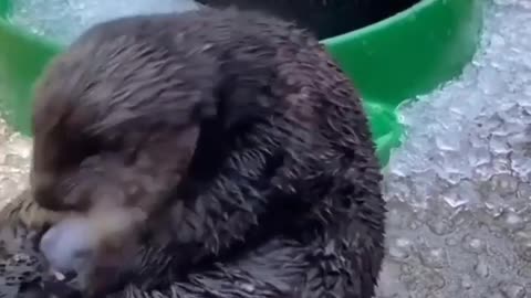 Funny Seal plays with ice on his belly