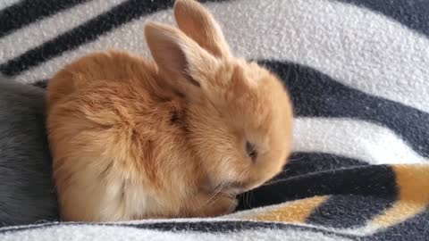 cute baby rabbit