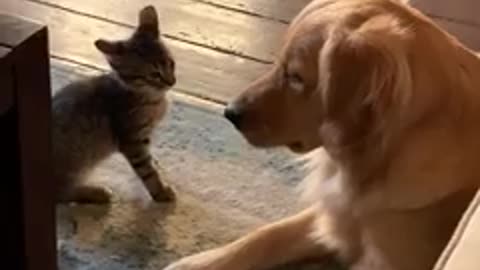 Golden retriever who was an only child gets a new kitten — watch them compete for kisses from Dad😍