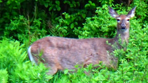 White-tailed deer with fawn