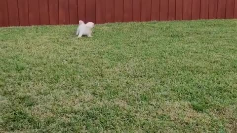 Little Puppy is Playing Coolly #shorts #viral #shortsvideo #video