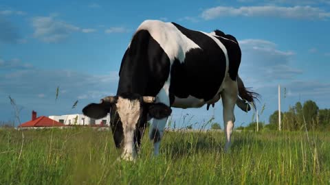 Milk cow at the livestock farm