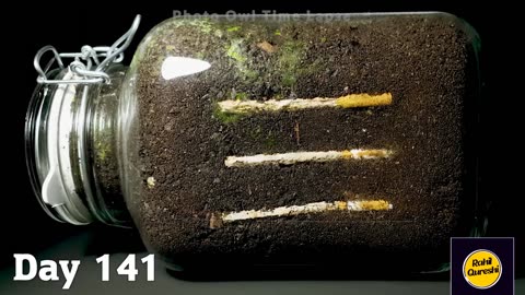 CIGARETTE IN SOIL - 1 YEAR Time Lapse