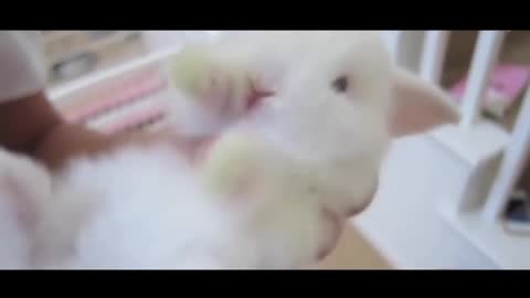 Super cute white rabbit