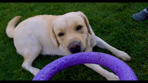 Cute Labrador