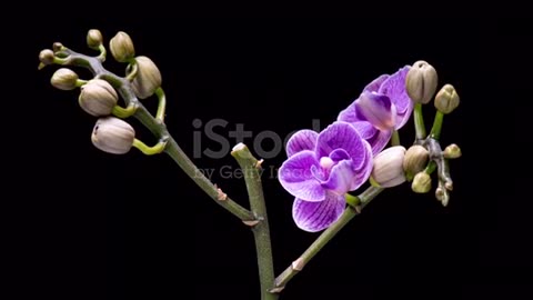 Flower 🌸 open top video