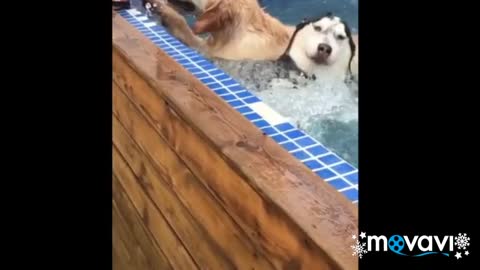 funny dogs