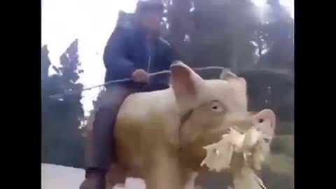 A nice ride if you ask me - Piggyride